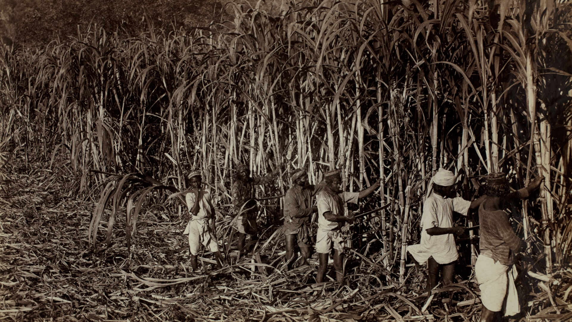 <p>Imperially displaced, landless farmers from British India are shipped to Natal Colony to work on the sugar plantations. Their descendants comprise a large proportion of today’s South African Indian community.</p>